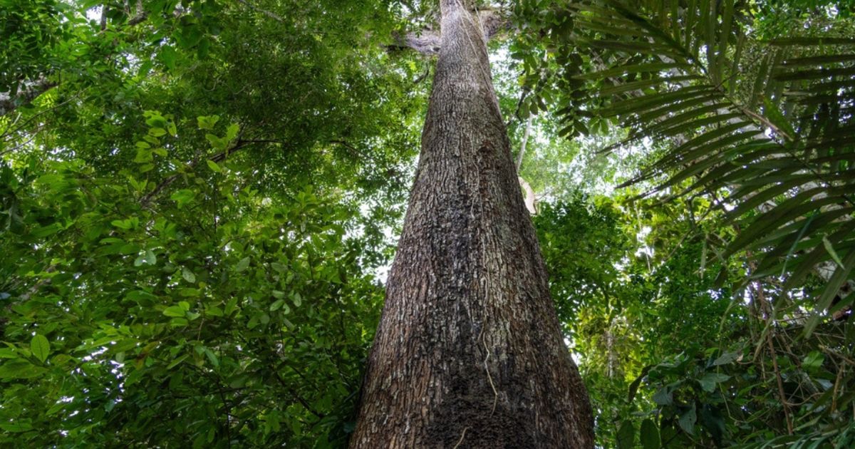 3 boas notícias sobre mudanças climáticas em 2024