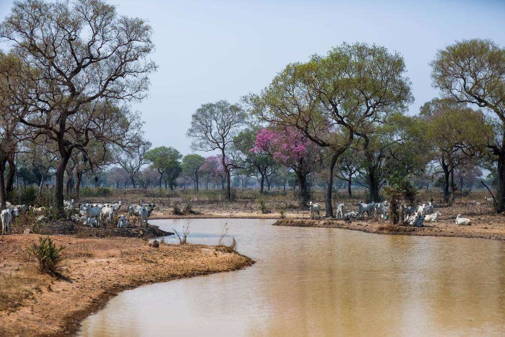 Recuo da cobertura hídrica e o impacto no Pantanal de Mato Grosso
