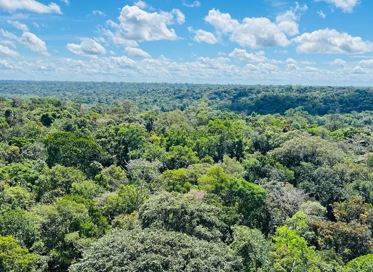 BNDES e Petrobras lançam ProFloresta+ para recuperação ambiental e créditos de carbono na Amazônia
