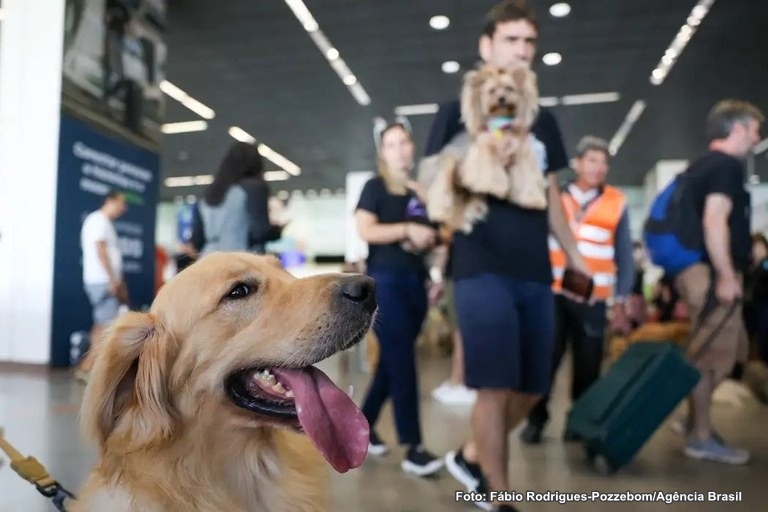 Senado aprova regras para transporte seguro de cães e gatos em voos domésticos