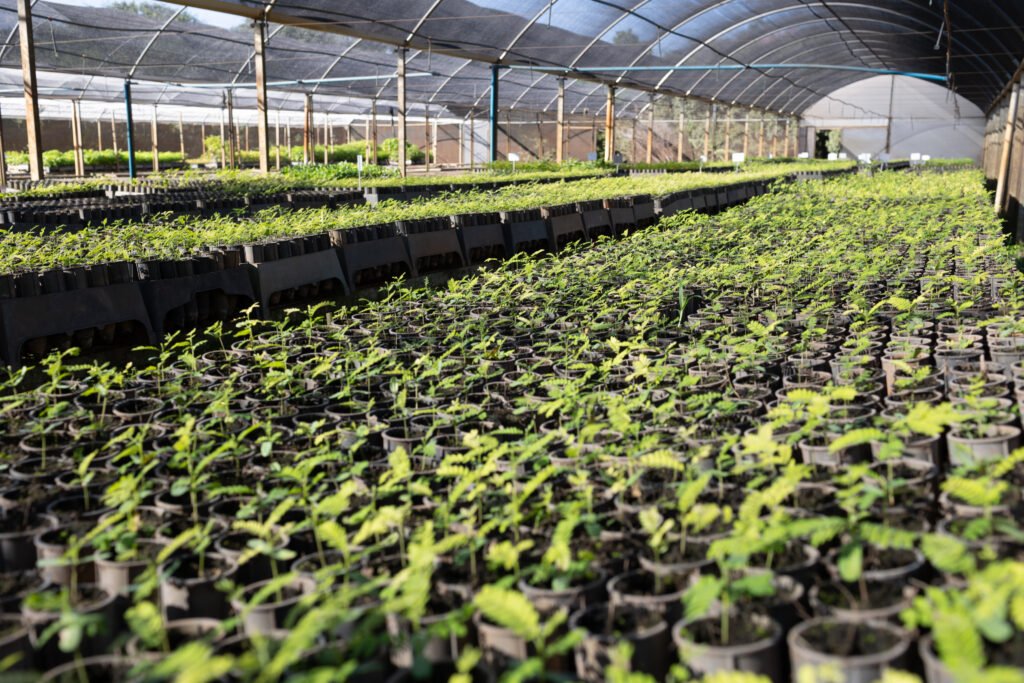 Viveiros mantidos pela Tereos produzem mais de 1 milhão de mudas de árvores nativas
