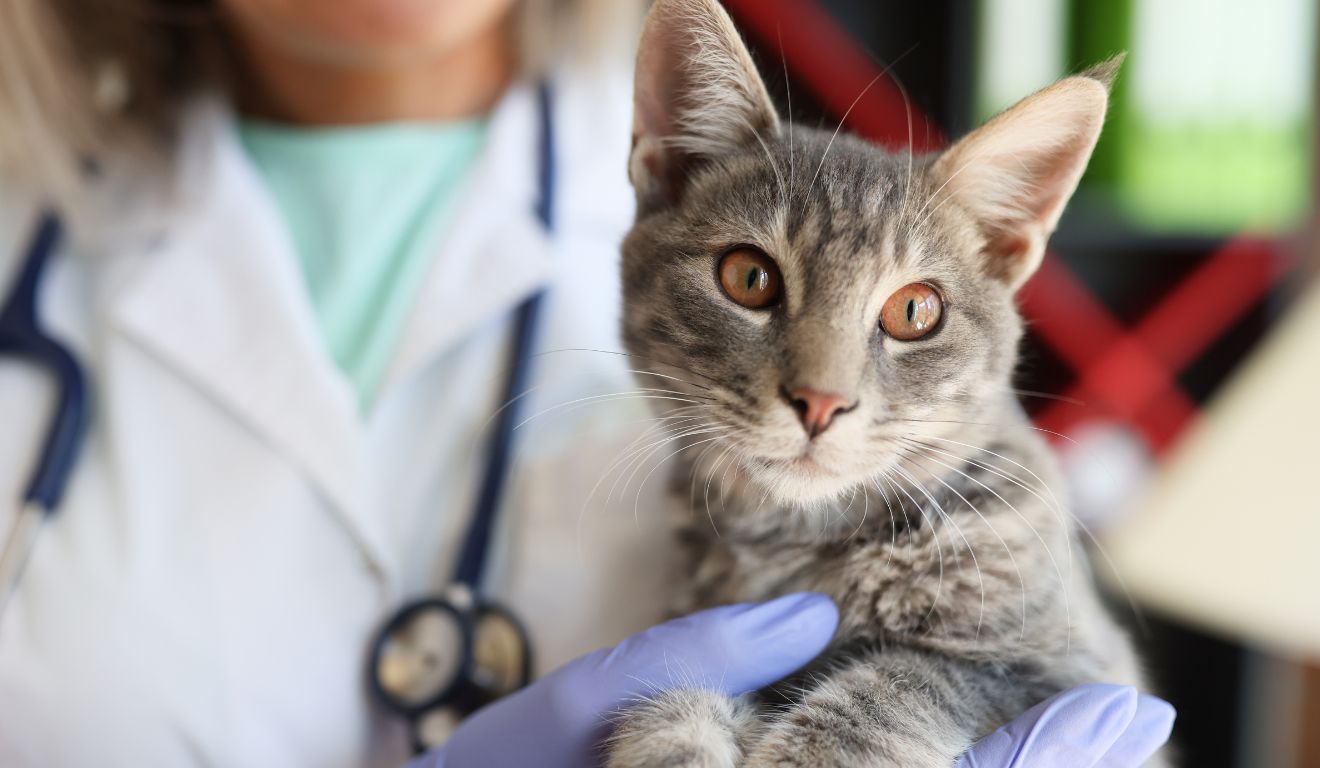 Veterinária com gato