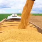 Mercado de grãos segue lento e produtor adota postura estratégica - SBA1