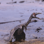 Ibama aponta risco à fauna marinha após vazamento da Petrobras na Foz do Amazonas