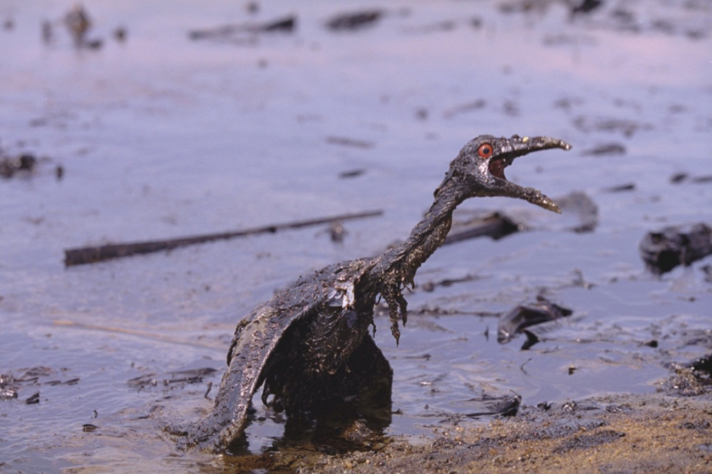 Ibama aponta risco à fauna marinha após vazamento da Petrobras na Foz do Amazonas