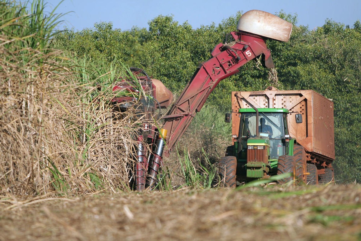 Safra atual deve ser uma das piores para o setor sucroenergético | Cana